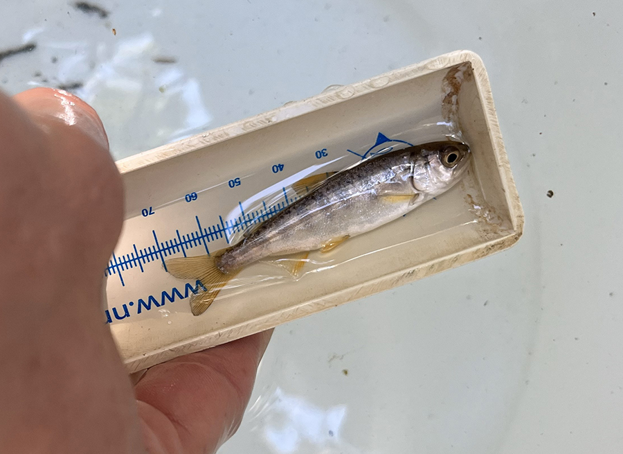 Small fish being measured. CDFW photo